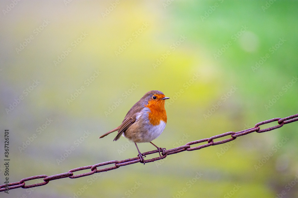Irish Robin Bird