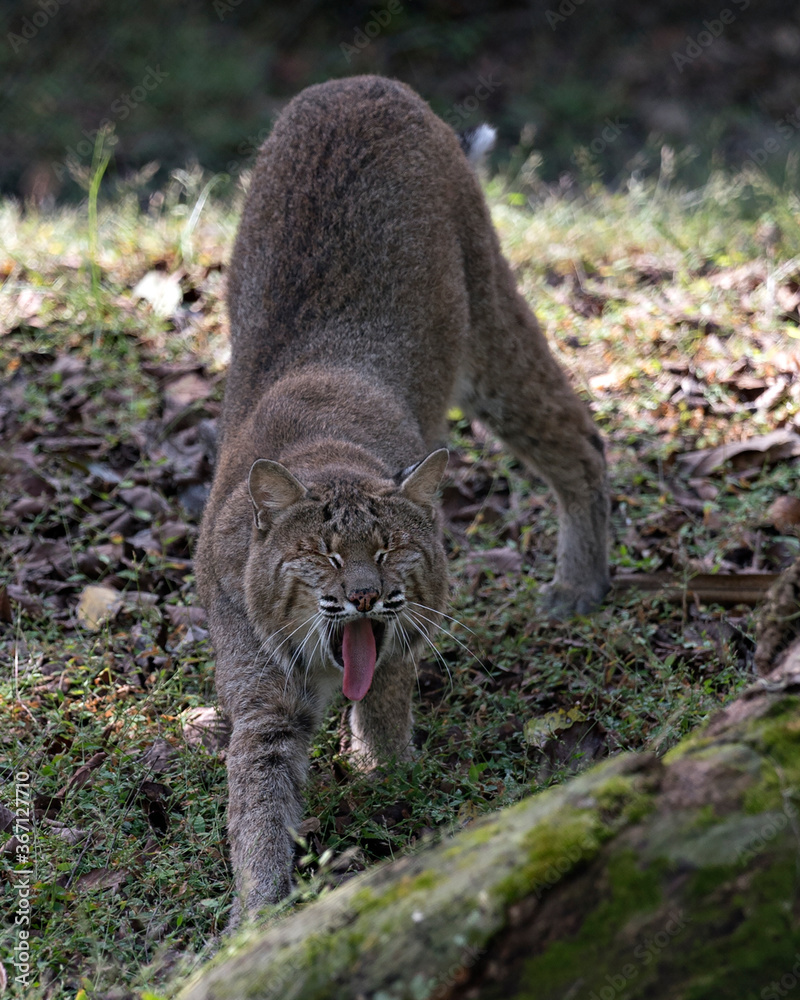 Bobcat Stock Photos. Bobcat close up stretching its body with its eyes closed and tongue sticking out and displaying head, ears, eyes, nose, mouth, tongue, in its environment and habitat. Image. Bobcat Stock Photos. Bobcat close up stretching its body with its eyes closed and tongue sticking out and displaying head, ears, eyes, nose, mouth, tongue, in its environment and habitat. Image.