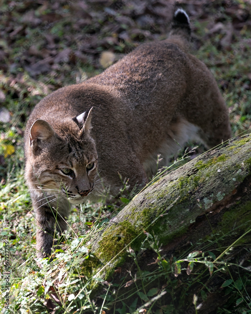 Bobcat Stock Photos, Bobcat close up walking and looking to the right side, displaying brown fur, body, head, ears, eyes, nose, mouth in its environment and habitat. Picture. Image. Portrait. Bobcat Stock Photos, Bobcat close up walking and looking to the right side, displaying brown fur, body, head, ears, eyes, nose, mouth in its environment and habitat. Picture. Image. Portrait.