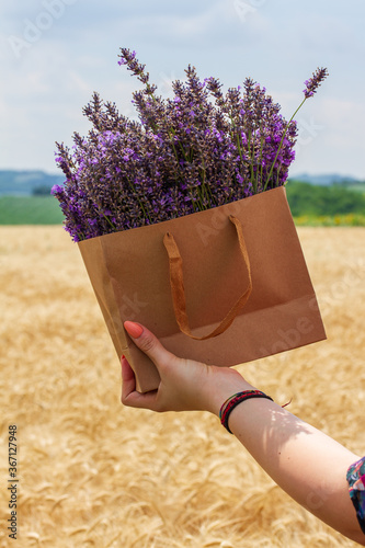 Female hand holding a paper bag full of lavender flowers. Coral nails manicure.