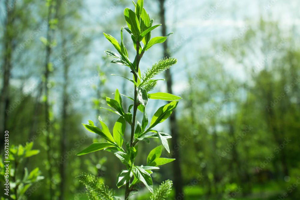 green spring leaves on a branch green spring leaves on a branch