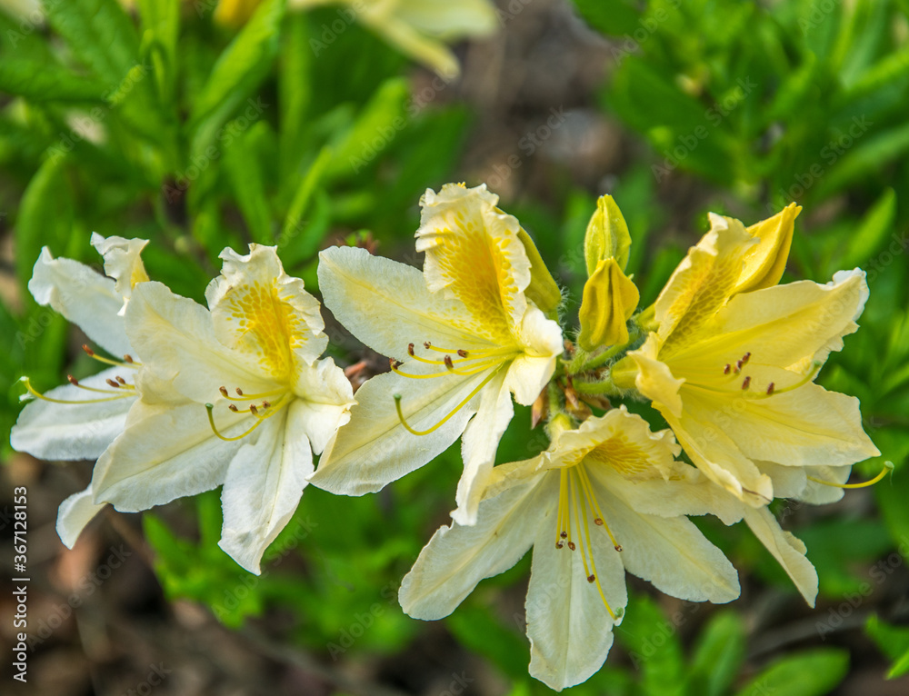 Yellow Azalea, Rhododendron molle, bush blooming in springtime Yellow Azalea, Rhododendron molle, bush blooming in springtime