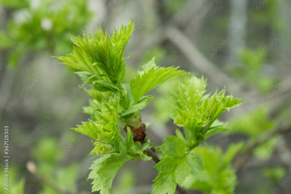 Fototapeta premium green spring leaves on a branch