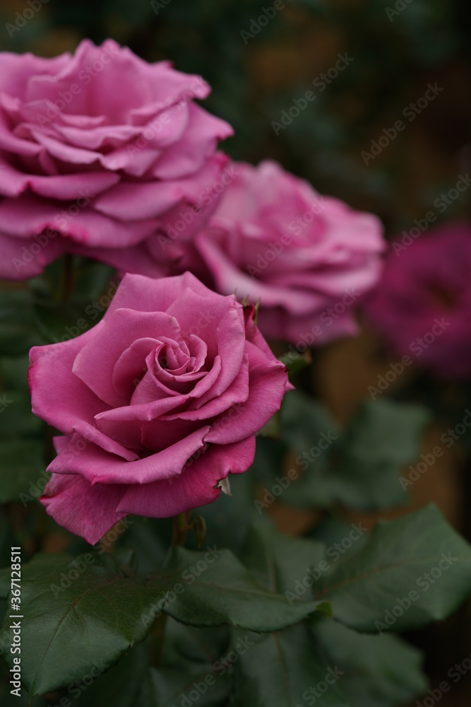 Light Purple Flower of Rose 'Moon Shadow' in Full Bloom
Light Purple Flower of Rose 'Moon Shadow' in Full Bloom