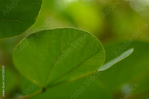 Green leaves That is in the garden, beautiful, natural