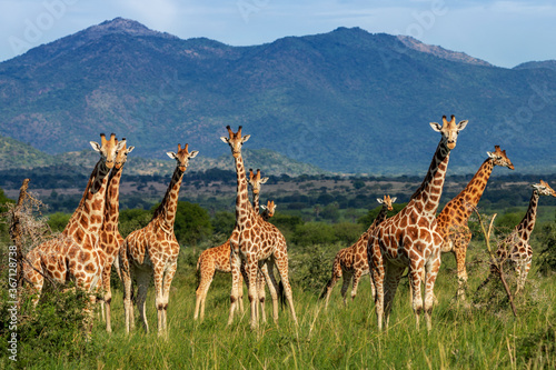 Beautiful group of giraffes, forming a tower of giraffes in the wild landscape of Kidepo Valley National Park, in Uganda, Africa