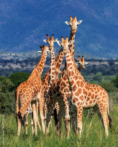 Fototapeta Naklejka Na Ścianę i Meble -  Beautiful group of giraffes, forming a tower of giraffes in the wild landscape of Kidepo Valley National Park, in Uganda, Africa