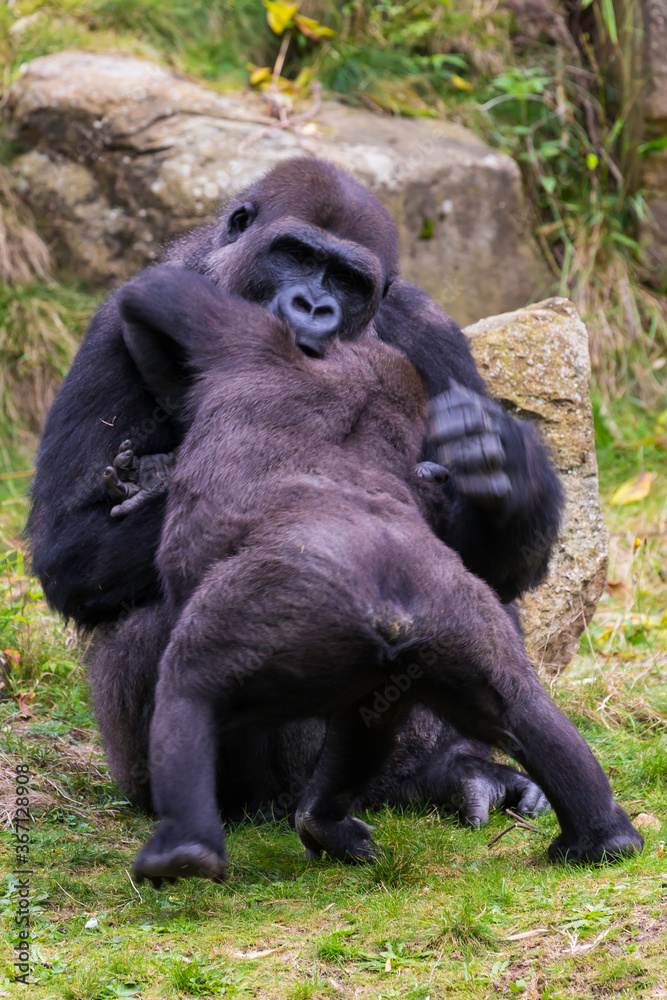 Naklejka premium Lowland gorilla, Gorilla 