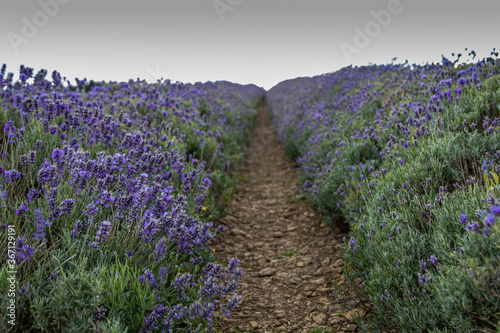 lavender field in wiltshire England