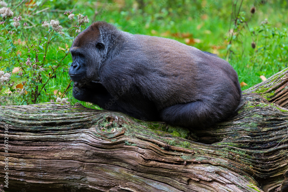 Obraz premium Lowland gorilla, Gorilla 