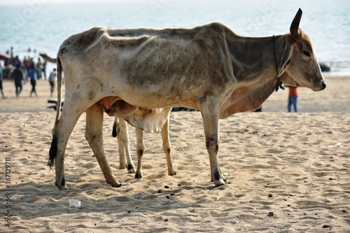 A scene of sea beach Mandavi gujarat