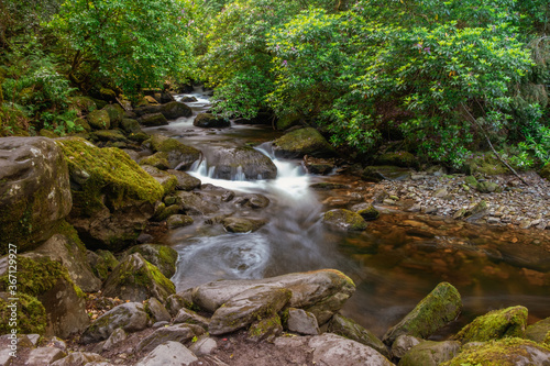 Fototapeta Naklejka Na Ścianę i Meble -  small river with waterfall in the forest