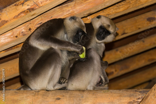 Hanuman langoer.(Semnopithecus entellus) photo