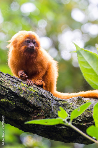 Golden lion monkey.(Leontopithecus rosalia)