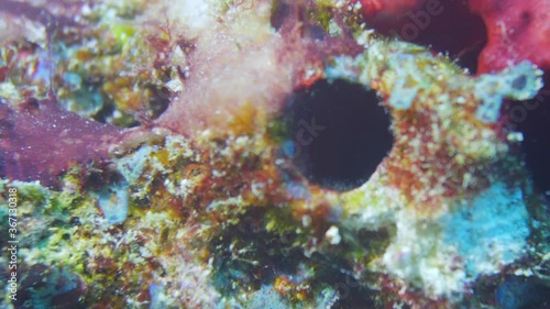 Blenny fish hiding on the reef in maldives photo