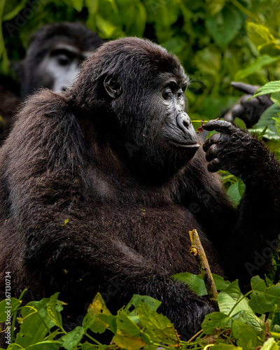 Mountain Gorilla in the wild, Africa