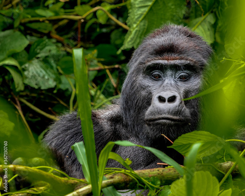 Mountain Gorilla in the wild, Africa © rmferreira
