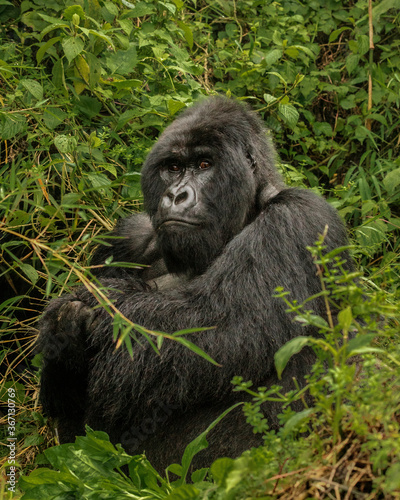 Mountain Gorilla in the wild, Africa © rmferreira