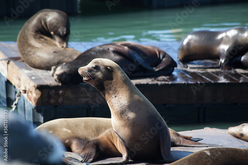 Sea Lions on a pier in San Francisco