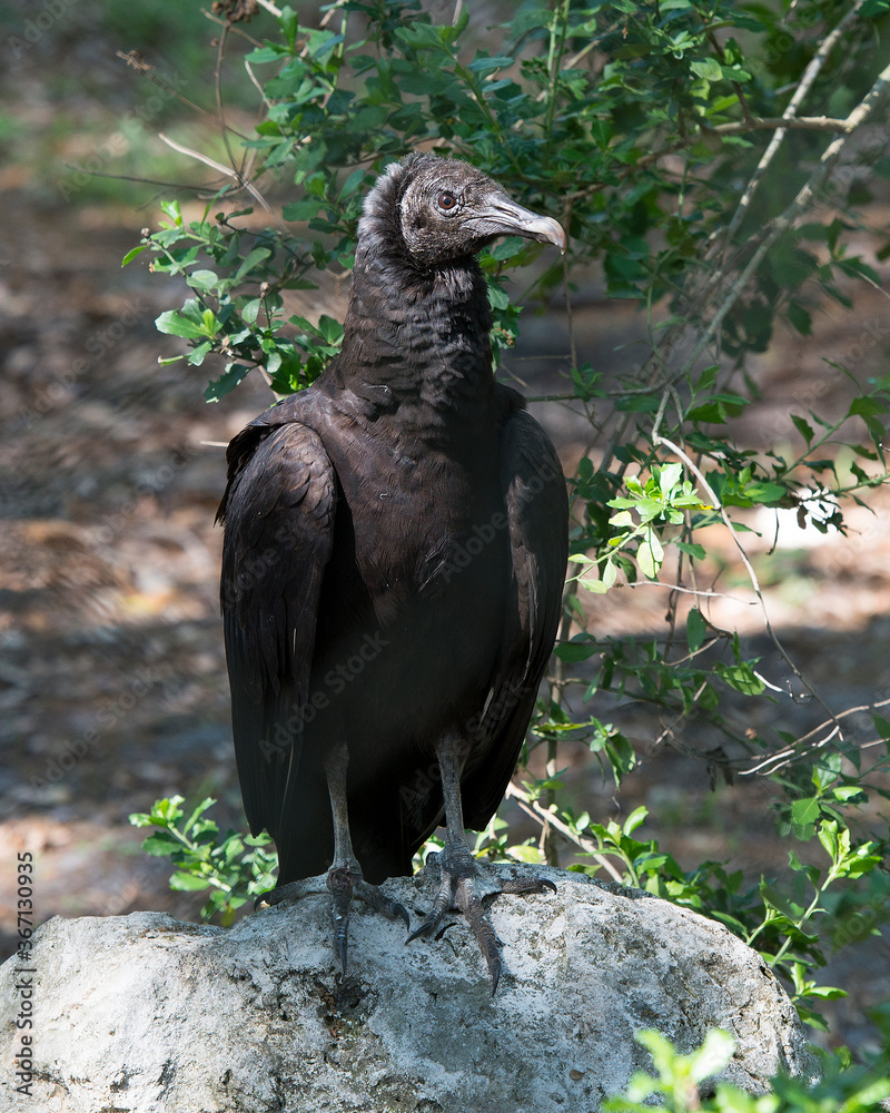 Fototapeta premium Black Vulture Stock Photos. Black Vulture close up standing on a rock displaying black fluffy feather plumage, head, eye, beak in its environment and habitat with a foliage background.. Picture. Image