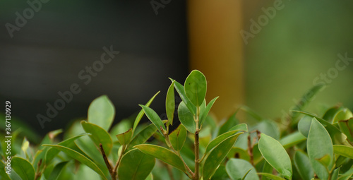 Green leaves That is in the garden  beautiful  natural