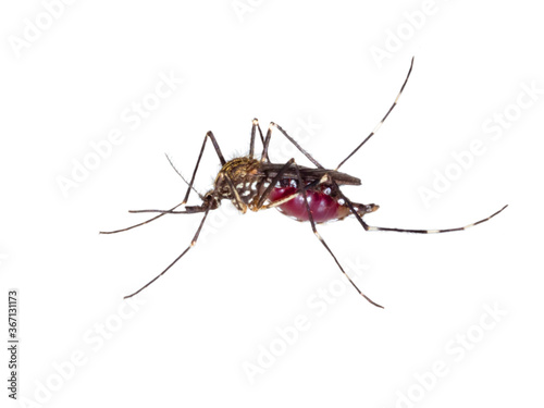 Mücke, Stechmücke, Asiatische Tiegermücke, Aedes albopictus (Stegomyia albopicta), Gelse – vollgesaugt mit Blut, Nahaufnahme freigestellt auf weißem Hintergrund