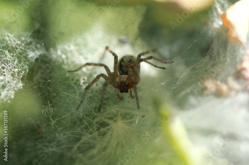 Araignée dans sa toile