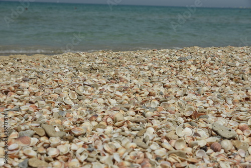 seashells and seastar on the sand of a beach