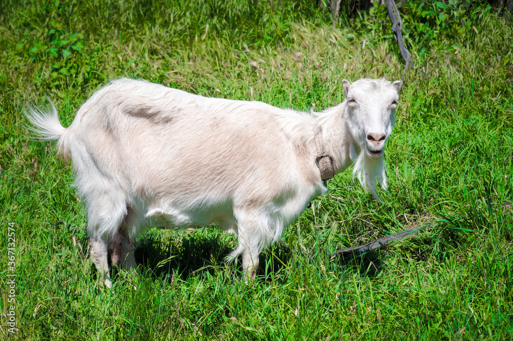 Obraz premium White domestic goats with collars graze in green grass in the summer in the countryside. The concept of domestic pastoralism in the summer season