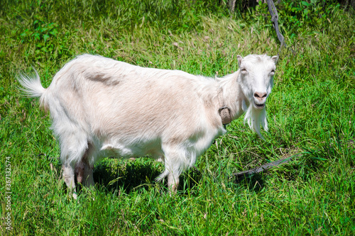 White domestic goats with collars graze in green grass in the summer in the countryside. The concept of domestic pastoralism in the summer season