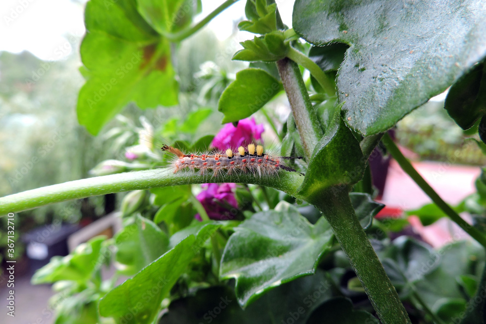A rusty tussock moth caterpillar with four yellow tufts of hair on the