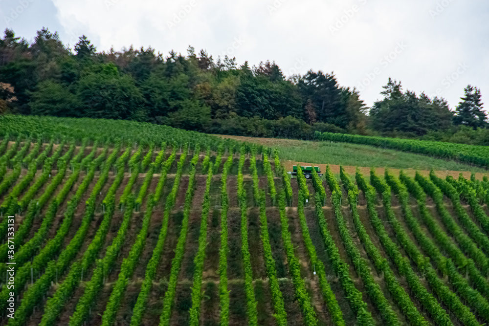 Beautiful landscape of the green vineyard without people in Germany