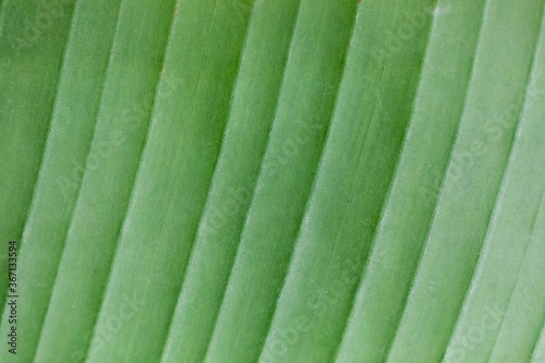 Background from the green leaf of a tropical plant skeletal structure.