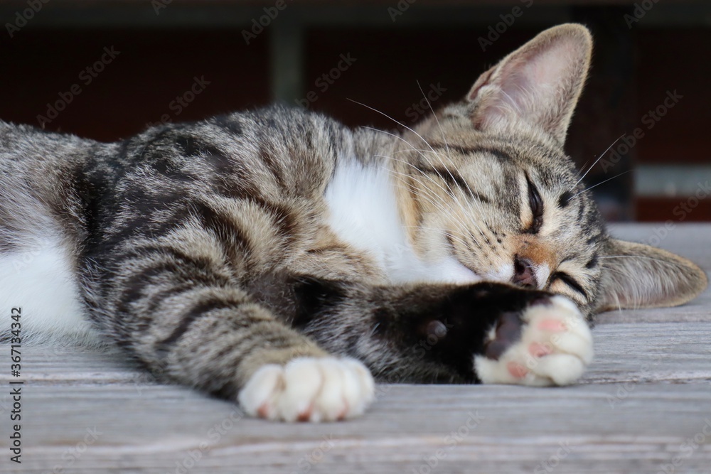 眠る野良猫　愛媛県大洲市冨士山公園展望台にて