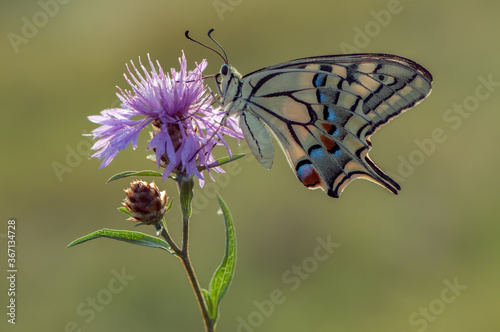Wonderful butterfly Papilio machaon on the flower on a summer day  © NATALYA