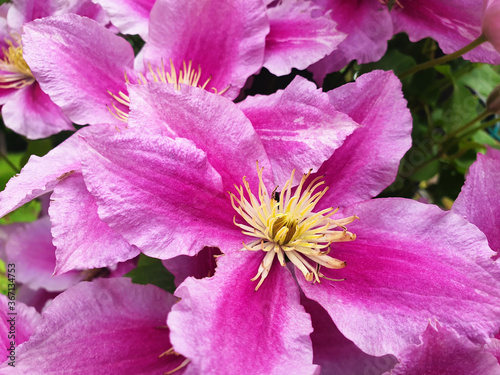 Close up pink flower clematis or clematis on trelis.