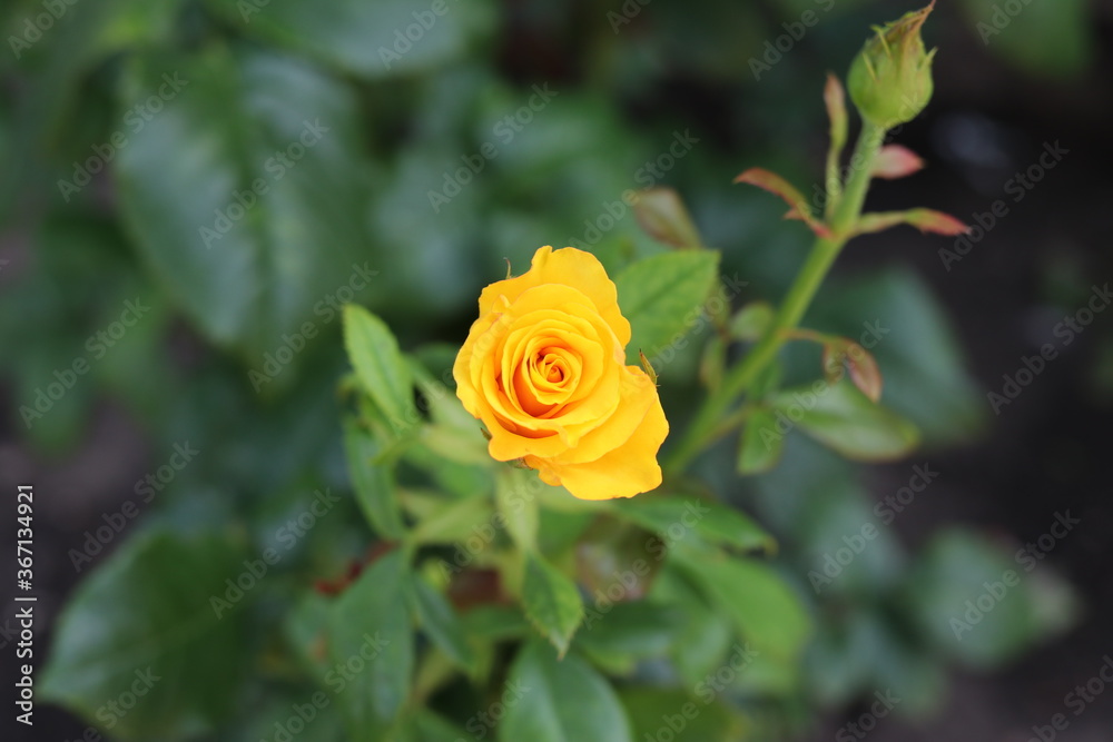 Yellow lovely rose, flower, garden, nature, green, love, beauty, plant, flora, beautiful, petal Yellow lovely rose, flower, garden, nature, green, love, beauty, plant, flora, beautiful, petal