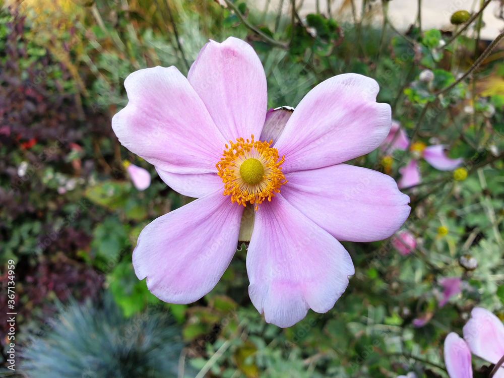 Close up of pink flower Cosmos bipinnatus in the garden. Close up of pink flower Cosmos bipinnatus in the garden.