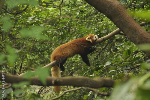Cute red panda in a tree