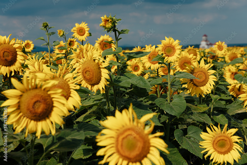 Close up of young sunflowers over blue summer sky Close up of young sunflowers over blue summer sky