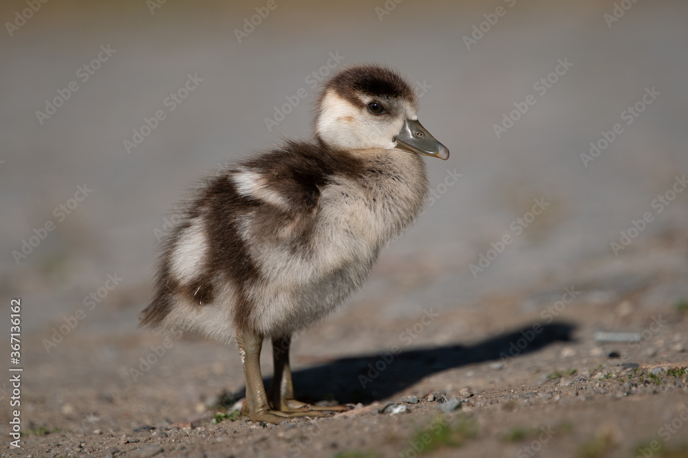 Nilgansküken (Alopochen aegyptiaca) Deutschland, Europa Nilgansküken (Alopochen aegyptiaca) Deutschland, Europa