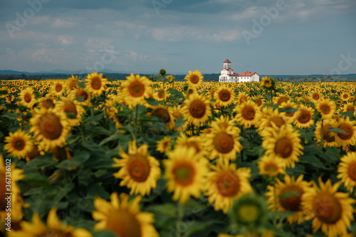 Foto Endless fields of sunflowers with background of building