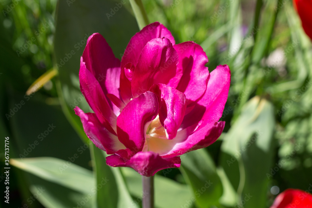 Purple Tulip (Latin Túlipa). Leningrad region.Russia. Purple Tulip (Latin Túlipa). Leningrad region.Russia.