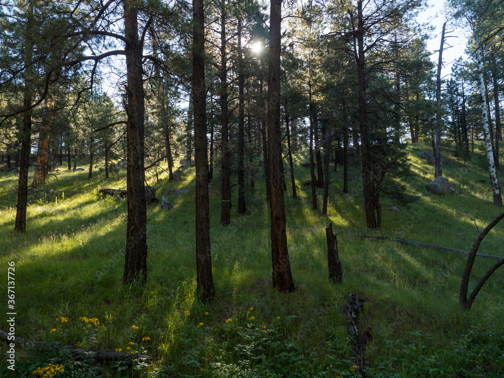 Fototapeta premium Morning sunlight filters through trees in a forest