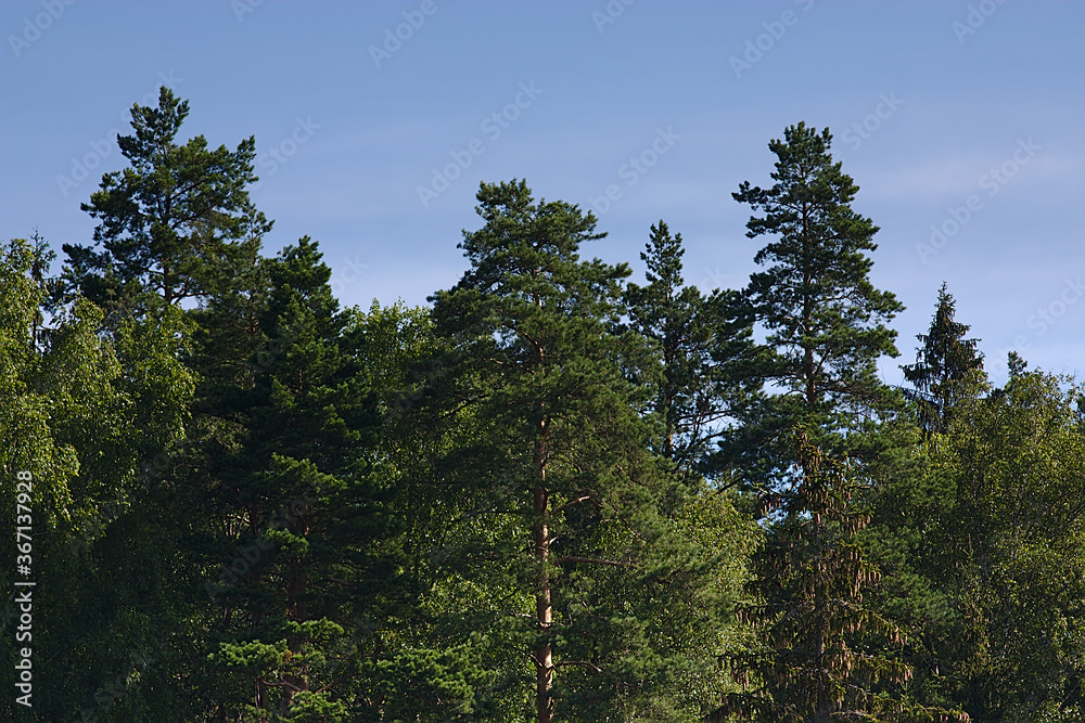 blue summer sky over tall trees in the forest blue summer sky over tall trees in the forest