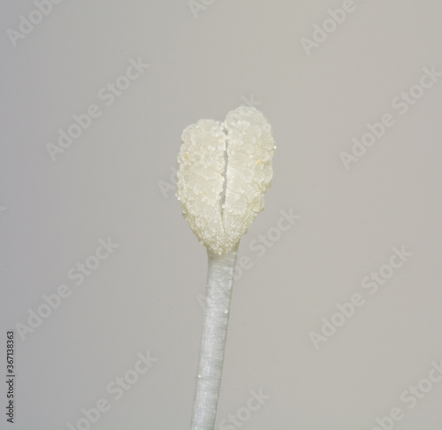 Картината върху платно A macro image of the  bilobed stigma of Convolvulus arvensis aka Bindweed