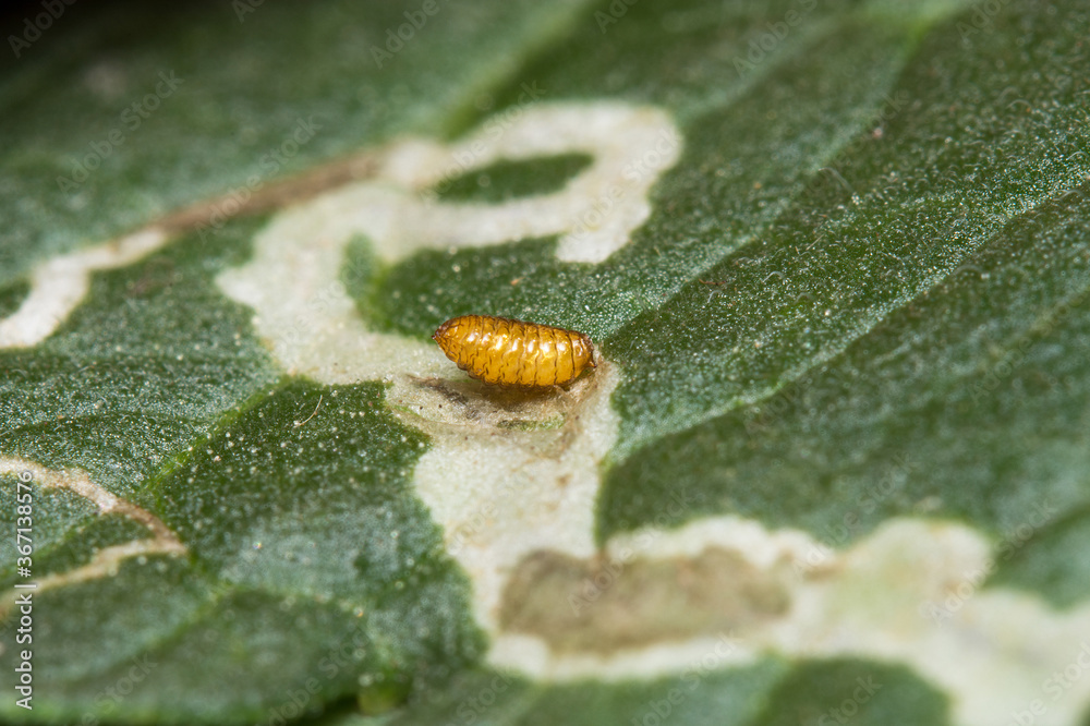 Fotka „A pupa of the Leaf Miner, Liriomyza trifolii , on a tomato leaf