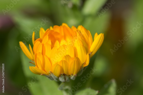 A single Pot Marigold Bloom in Kent  England in July. These make a wonderful and long lasting spread of colour in the garden.