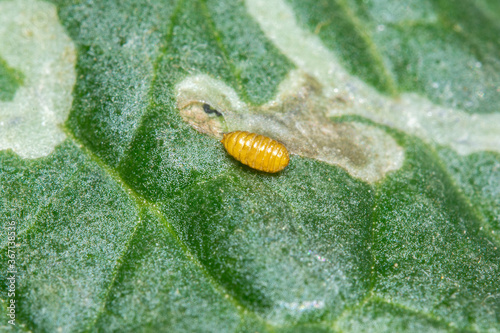 Pupa of the Leaf Miner, Liriomyza trifoli near its exit hole on a tomato leaf.. The adult lays eggs which hatch and tunnel through the leaf before leaving to pupate.