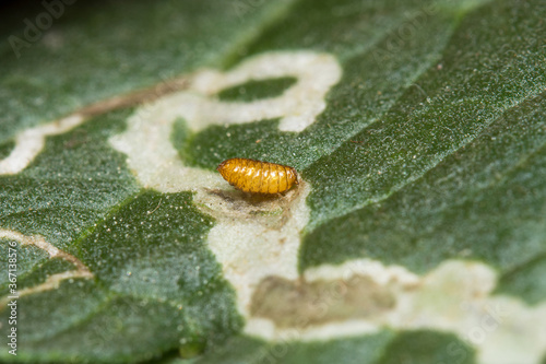 A pupa of the Leaf Miner, Liriomyza trifolii , on a tomato leaf. Eggs are laid in the leaf and the hatched larvae feed creating tunnels. They emerge, pupate either on the leaf of in soil. photo